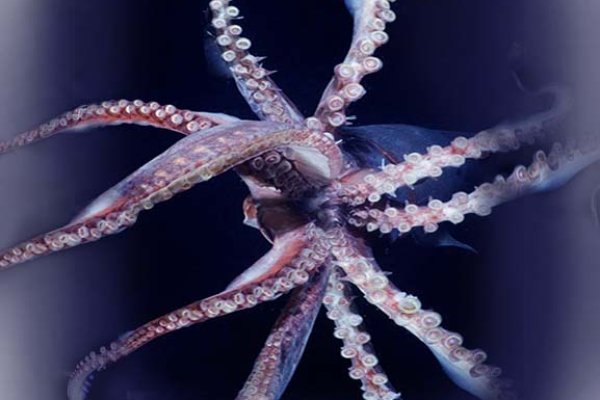 Kraken https