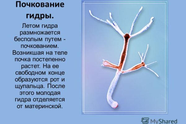 Кракен бошки